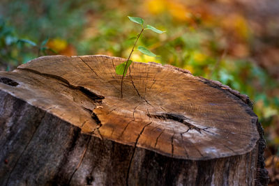 Close-up of tree stump in forest