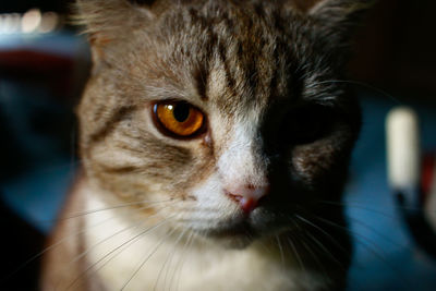 Close-up portrait of cat