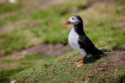 Puffin standing on a rock cliff . fratercula arctica