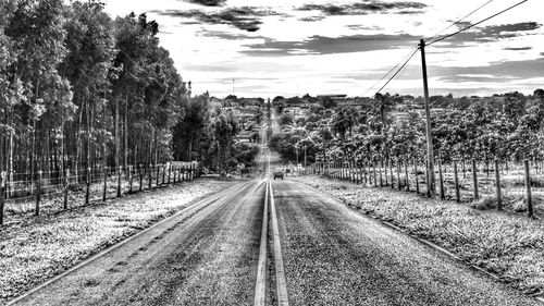 Railroad tracks along trees