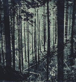 Close-up of tree trunk in forest