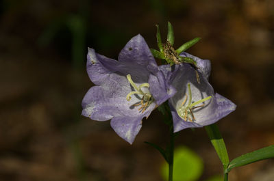 Close-up of purple flowering plant