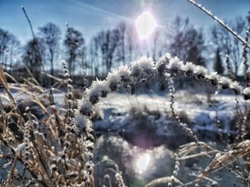 Close-up of cactus plants during winter