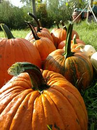 Close-up of pumpkin on pumpkins during autumn