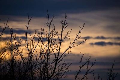 Bare trees against sky at sunset