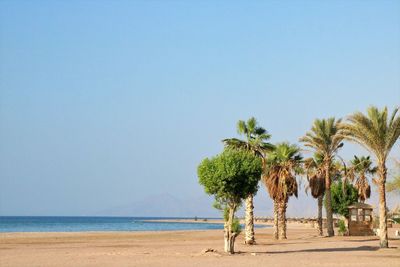 Palm trees on beach against clear sky