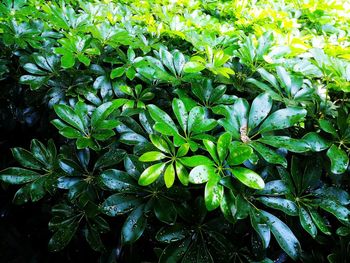 Full frame of leaves