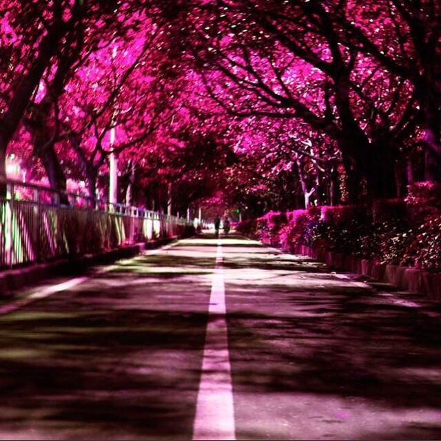 tree, the way forward, diminishing perspective, vanishing point, road, treelined, empty, growth, outdoors, no people, long, nature, day, pink color, multi colored, selective focus, walkway, illuminated, tranquility