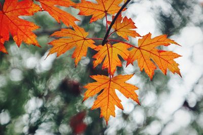 Close-up of maple leaves on tree