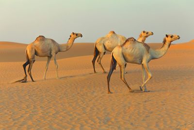 Camel in desert