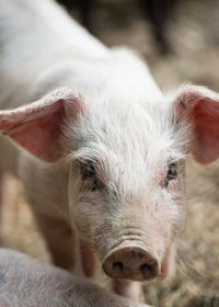 Close-up portrait of pig