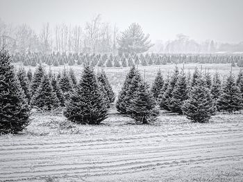 Trees on field