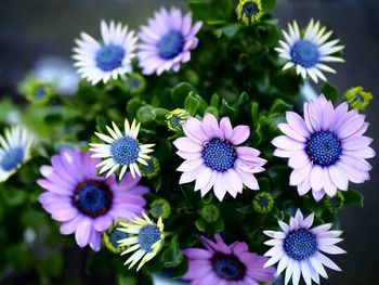 Close-up of purple flowers