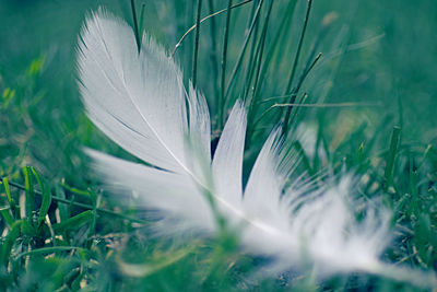 Close-up of white flower