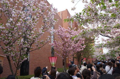 Group of people on cherry blossom tree