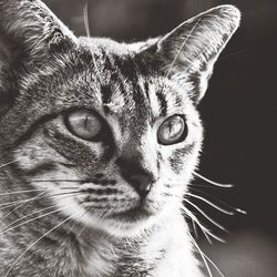 Close-up portrait of a cat