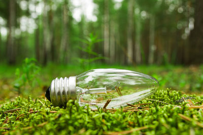  a light bulb on the grass on the background of a forest.