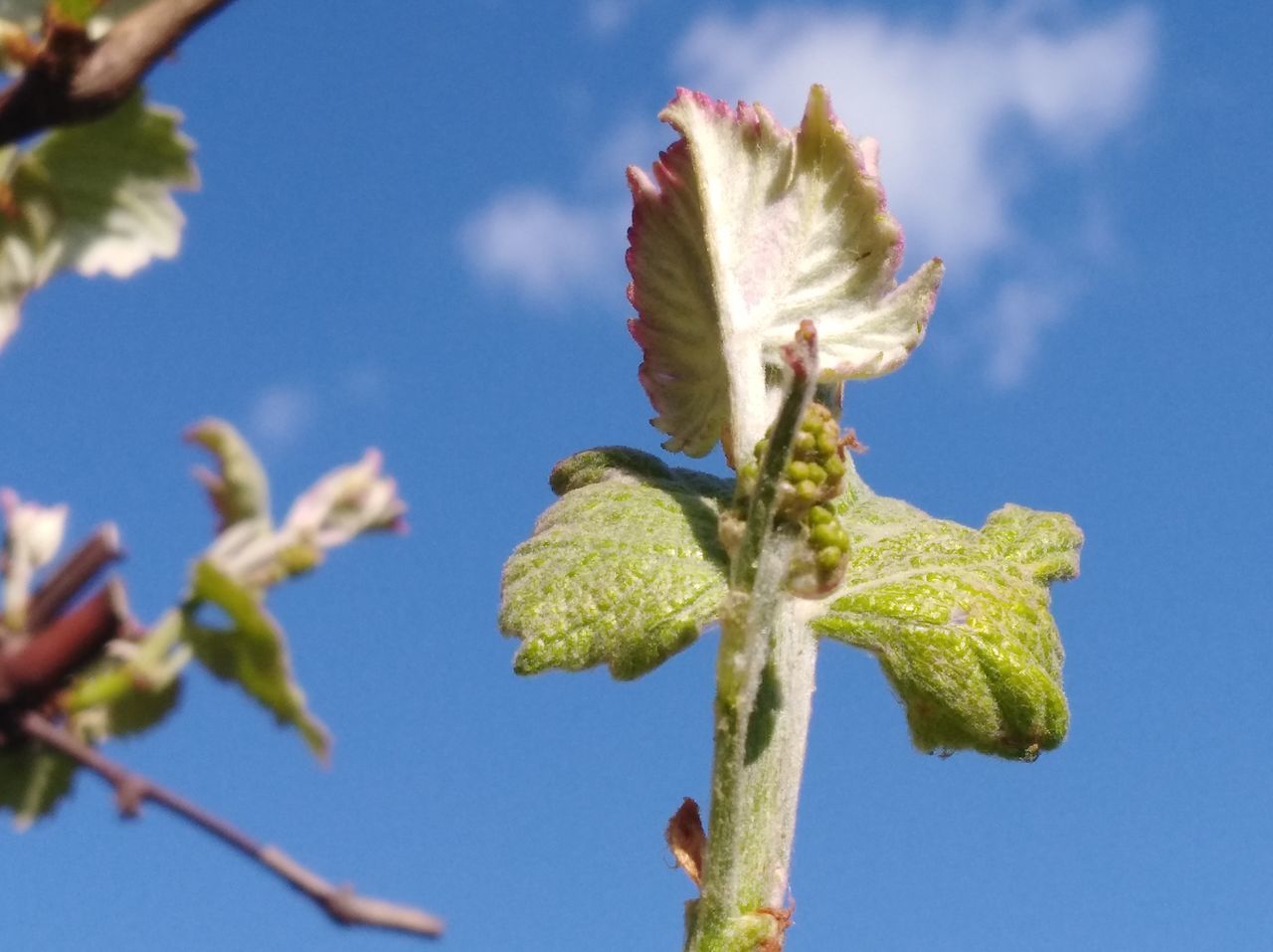 LOW ANGLE VIEW OF BLUE FLOWERING PLANT AGAINST CLEAR SKY