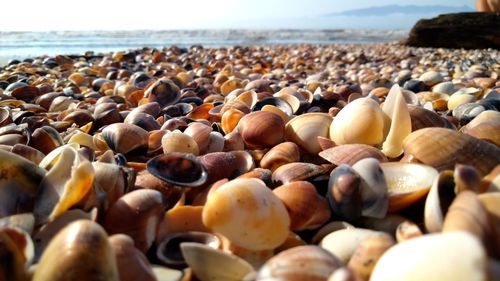 Surface level on sea shells at beach