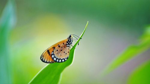 Butterfly on flower