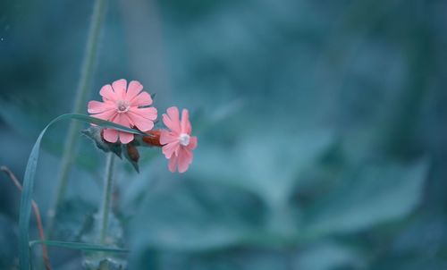 Close-up of pink flowering plant