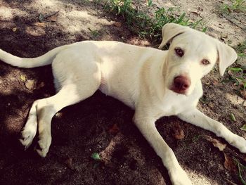 High angle portrait of dog relaxing outdoors