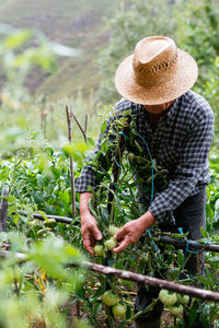 Anonymous middle aged male farmer in checkered shirt and straw hat touching and inspecting unripe tomatoes on plant on summer day