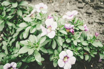 Close-up of pink flowering plants