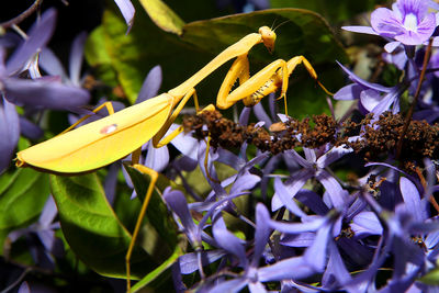 Close-up of purple flowers