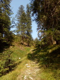 Pine trees in forest