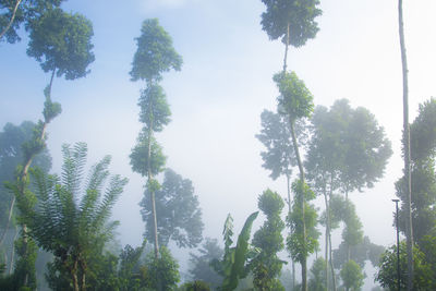 Low angle view of trees against sky