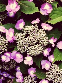 Close-up of pink flowers