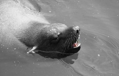 Close-up of dog swimming in lake