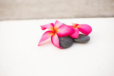 Close-up of pink flowers on table