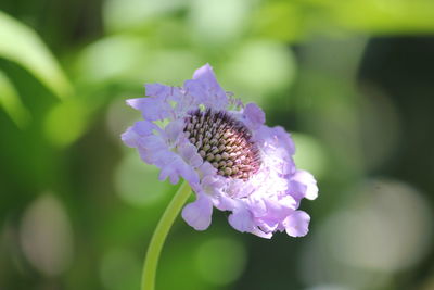 Close-up of flower blooming outdoors