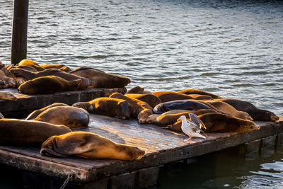 High angle view of sea lion on pier