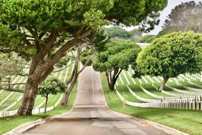 Empty road amidst trees in park