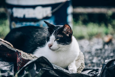 Close-up of a cat