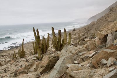 Panoramic view of cactus growing on land against sky