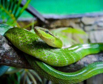 Close-up of green snake on branch