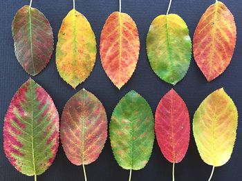 High angle view of autumn leaves on plant