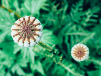 Close-up of poppy bud blooming outdoors