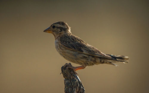 Close-up of bird perching