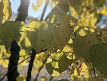Close-up of yellow flowering plant