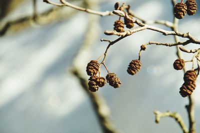 Close-up of dried plant against blurred background