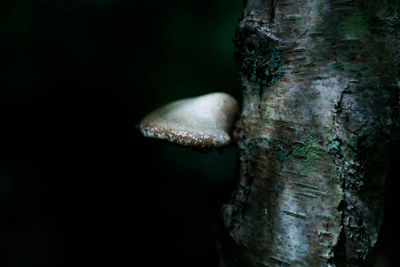 Close-up of mushroom growing on tree trunk