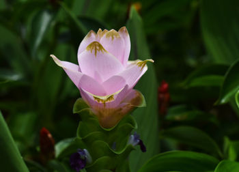 Close-up of pink flowering plant