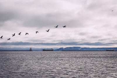 Birds flying over calm sea