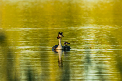 Two ducks swimming in lake