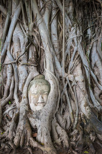 Statue of tree in temple